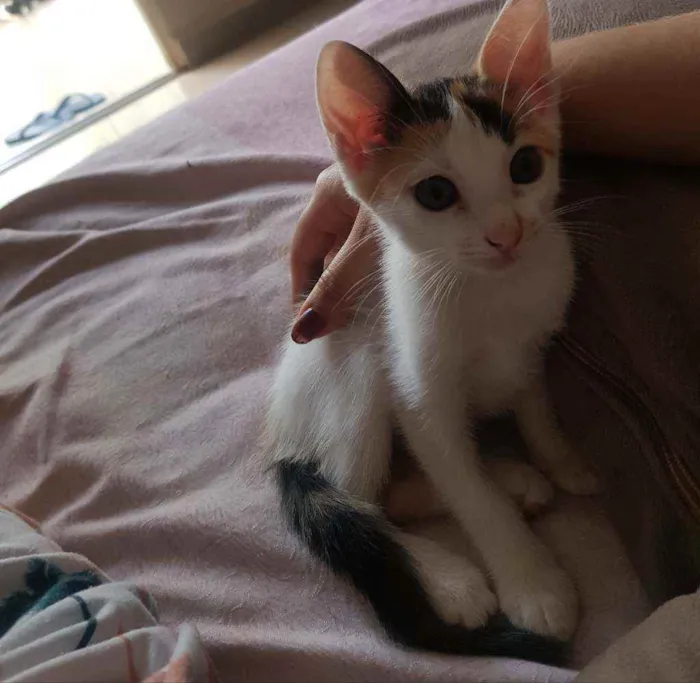 Gato ra a Vira lata idade Abaixo de 2 meses nome Sem nome