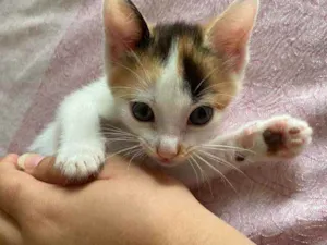 Gato raça Vira lata idade Abaixo de 2 meses nome Sem nome