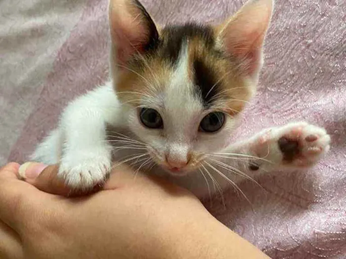 Gato ra a Vira lata idade Abaixo de 2 meses nome Sem nome