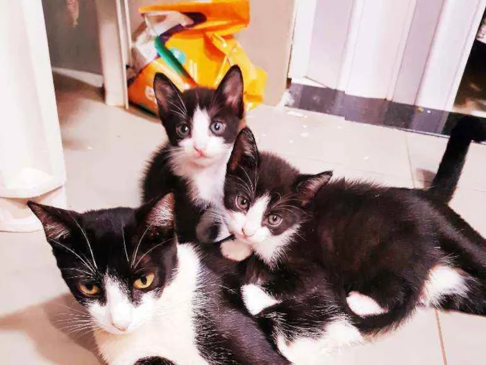 Gato ra a Vira lata idade Abaixo de 2 meses nome Sem nome