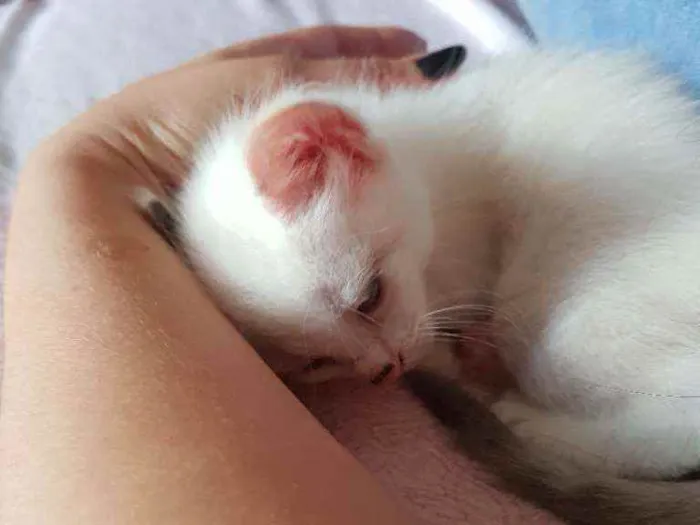 Gato ra a Vira lata idade Abaixo de 2 meses nome Sem nome