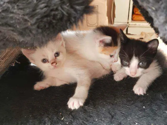 Gato ra a Vira lata idade Abaixo de 2 meses nome Sem nome