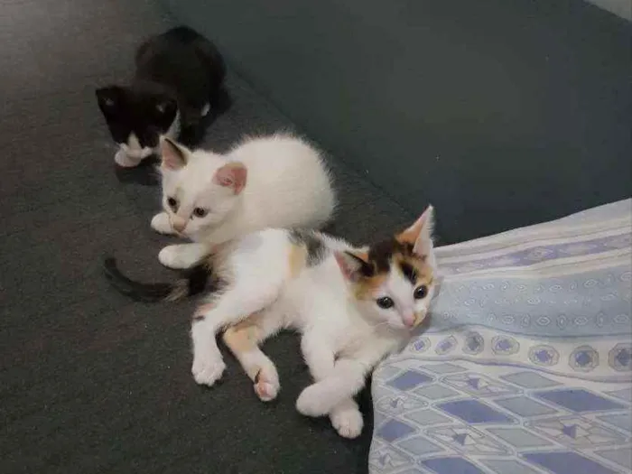 Gato ra a Vira lata idade Abaixo de 2 meses nome Sem nome