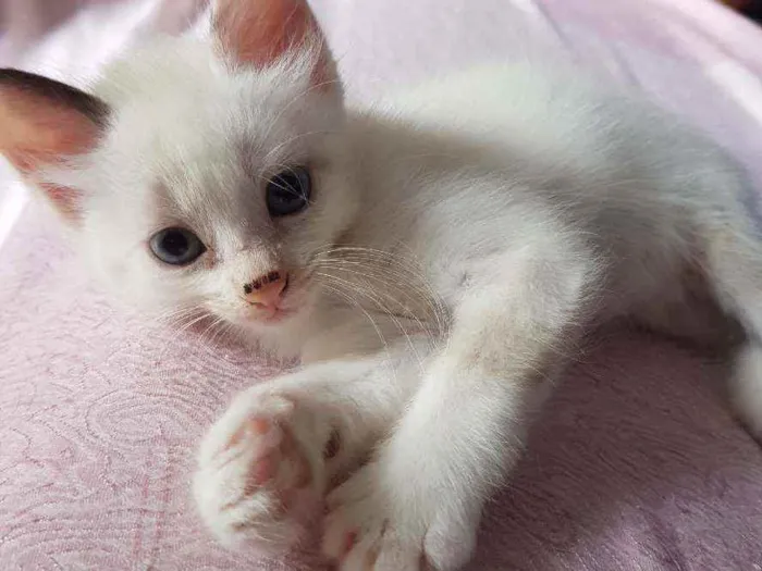 Gato ra a Vira lata idade Abaixo de 2 meses nome Sem nome
