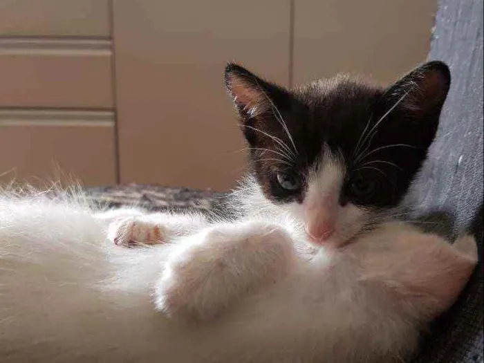 Gato ra a Vira lata idade Abaixo de 2 meses nome Sem nome