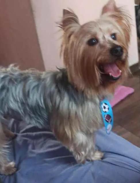 Cachorro raça Yorkshire  idade 3 anos nome Spike 