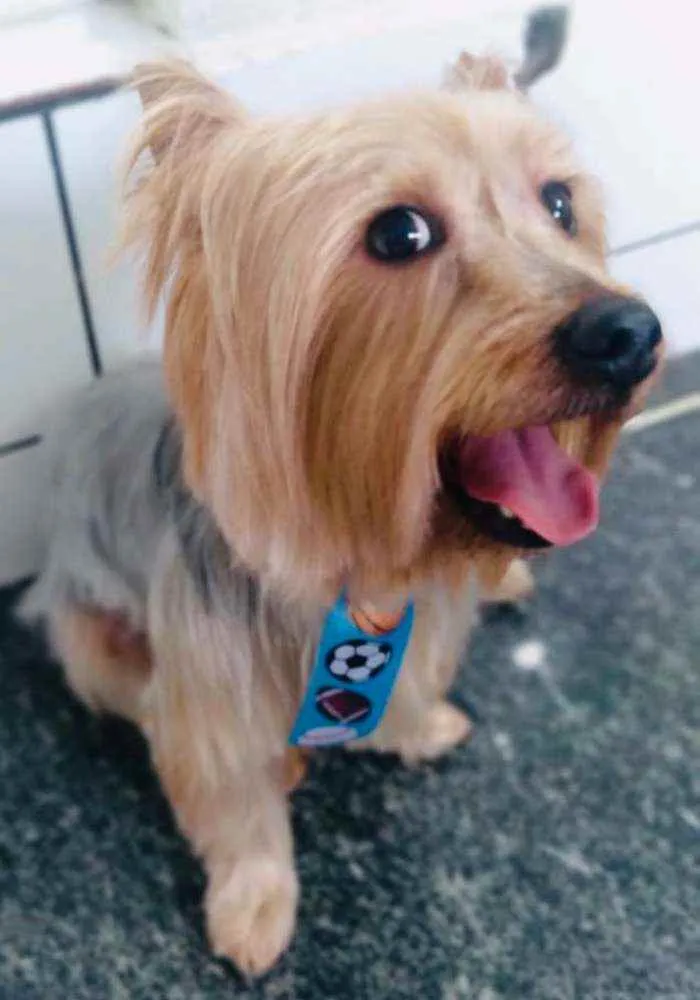 Cachorro raça Yorkshire  idade 3 anos nome Spike 