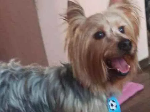 Cachorro raça Yorkshire  idade 3 anos nome Spike 