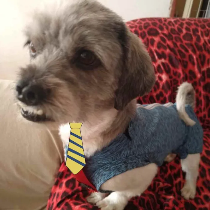 Cachorro ra a Shitzu  idade 1 ano nome Nick 