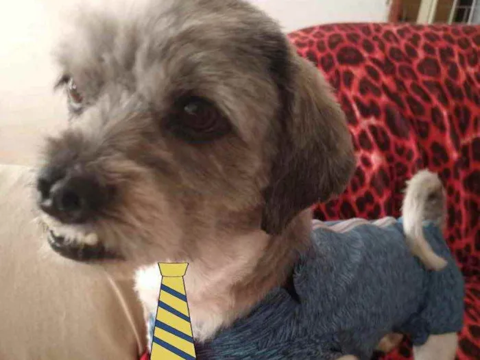 Cachorro ra a Shitzu  idade 1 ano nome Nick 
