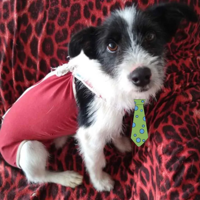Cachorro ra a Mestiço  idade 1 ano nome Bily 