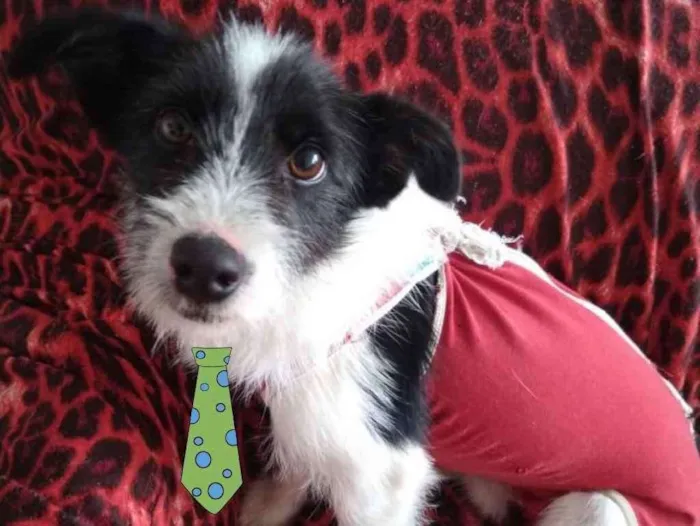 Cachorro ra a Mestiço  idade 1 ano nome Bily 