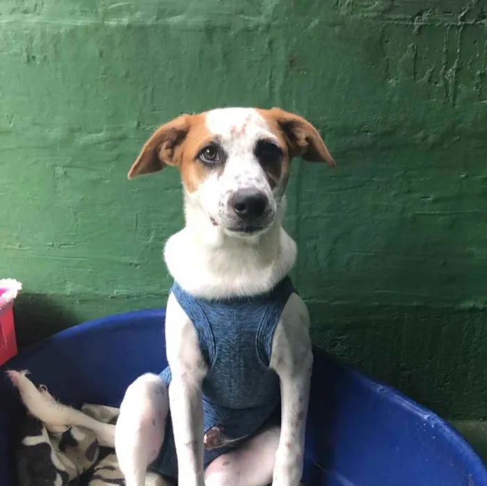 Cachorro raça SRD  idade 2 a 6 meses nome Mario