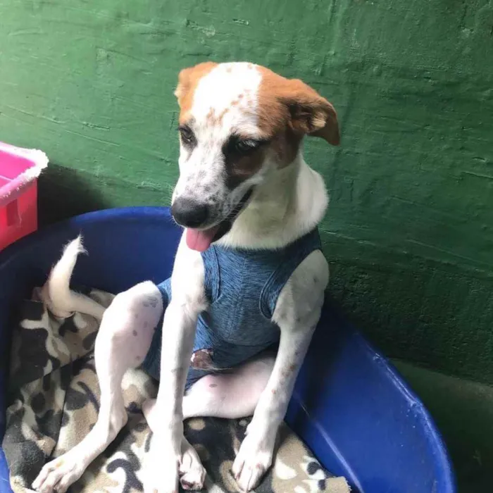 Cachorro raça SRD  idade 2 a 6 meses nome Mario