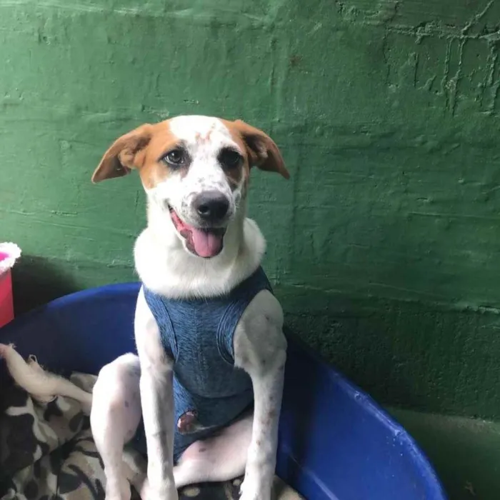 Cachorro raça SRD  idade 2 a 6 meses nome Mario