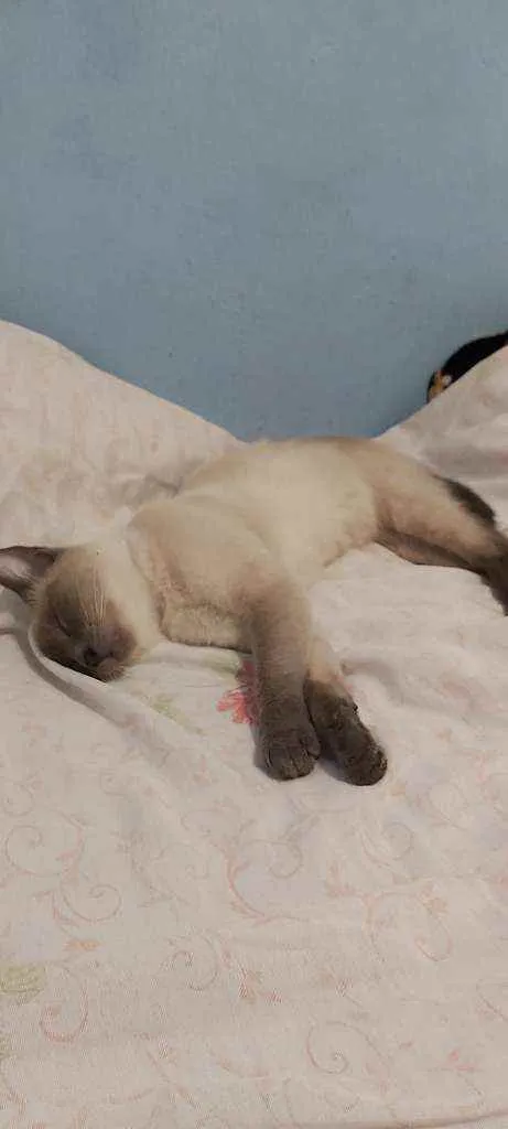 Gato raça Siamês  idade 7 a 11 meses nome Jasmim