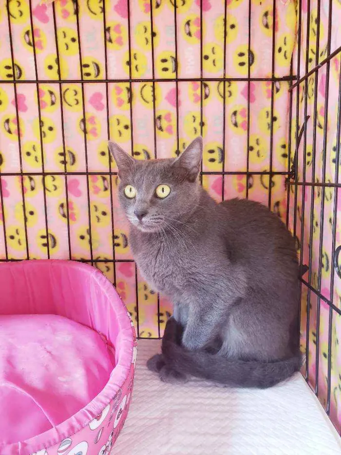 Gato raça Srd idade 1 ano nome Chartotte