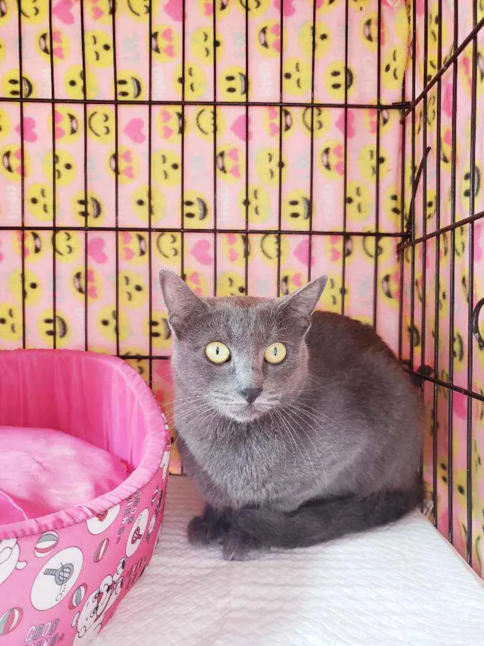 Gato raça Srd idade 1 ano nome Chartotte