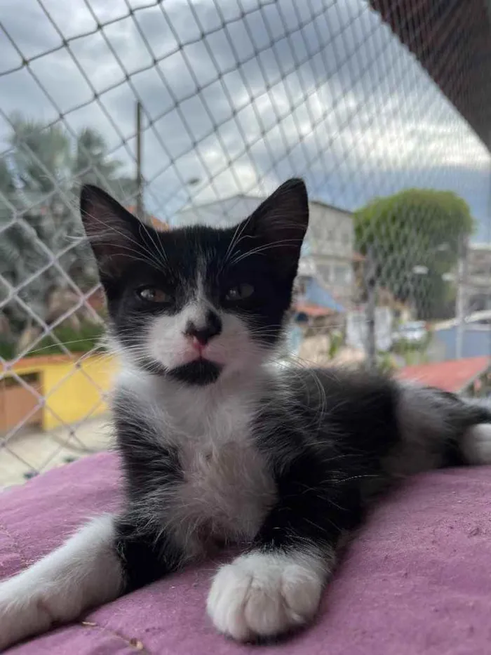 Gato ra a SRN idade Abaixo de 2 meses nome Jhon