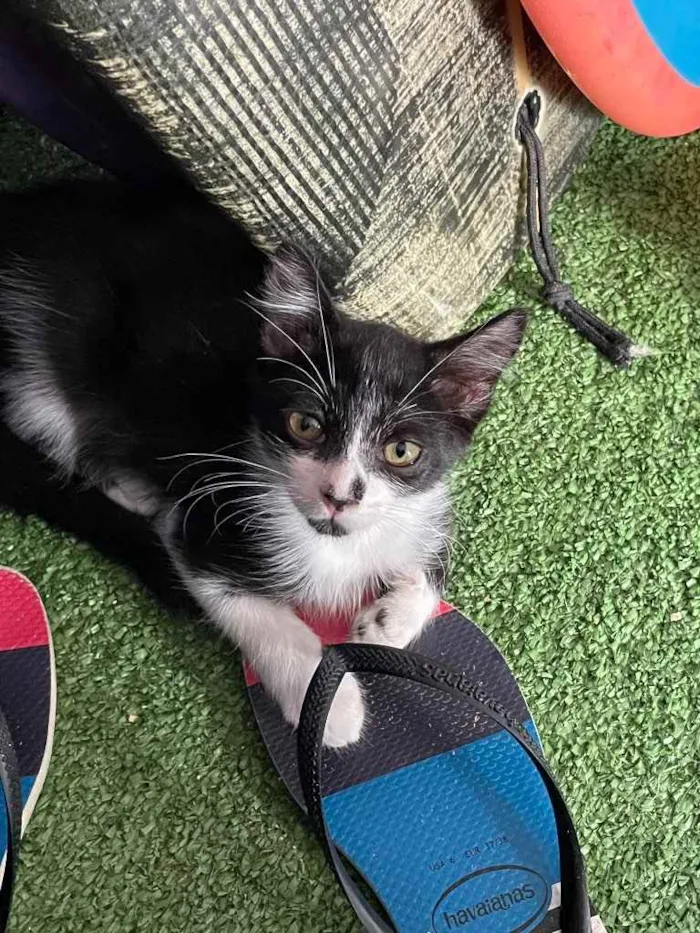 Gato ra a SRN idade Abaixo de 2 meses nome Jhon