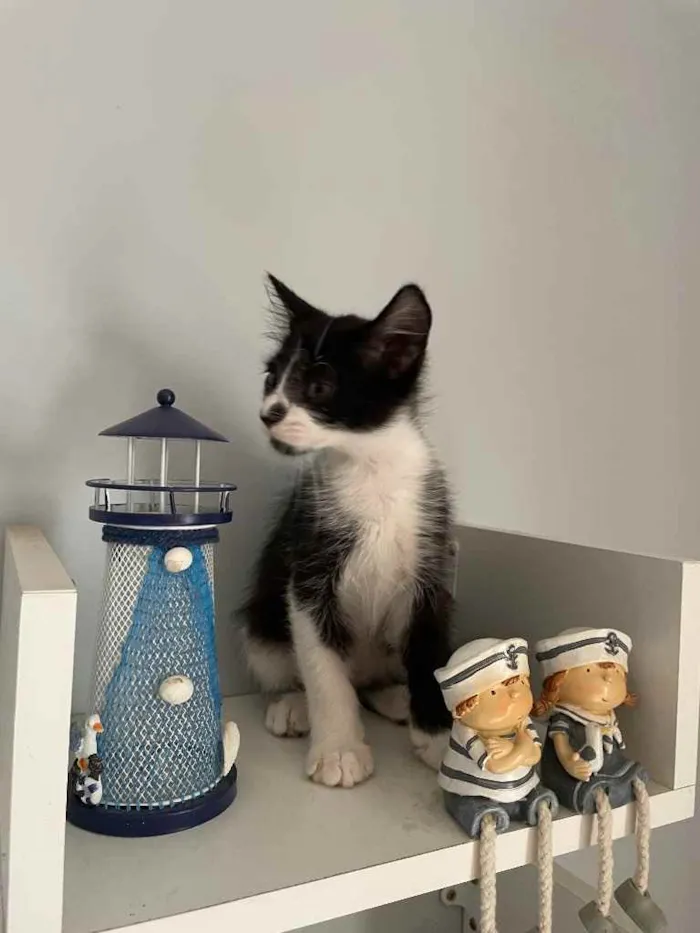 Gato ra a SRN idade Abaixo de 2 meses nome Jhon