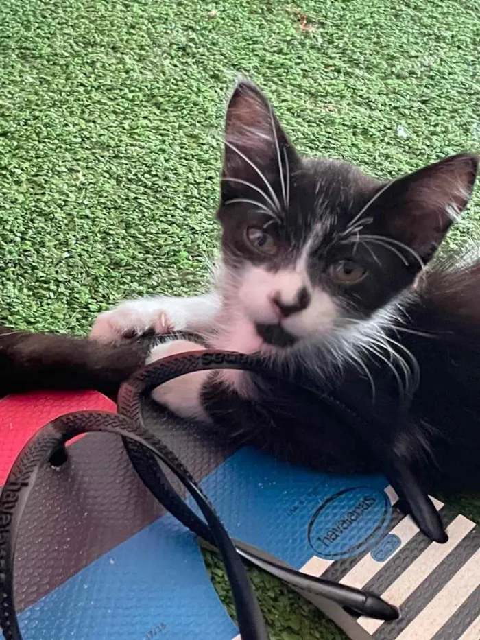 Gato ra a SRN idade Abaixo de 2 meses nome Jhon