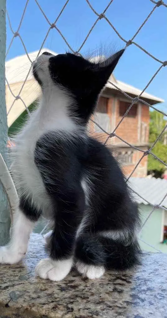 Gato ra a SRN idade Abaixo de 2 meses nome Jhon