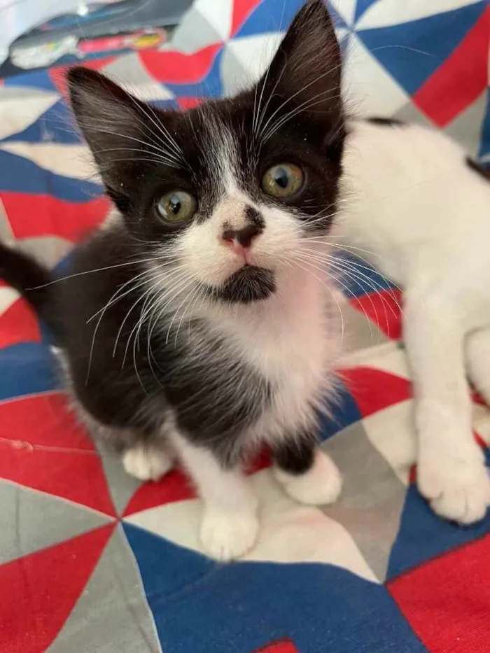 Gato ra a SRN idade Abaixo de 2 meses nome Jhon