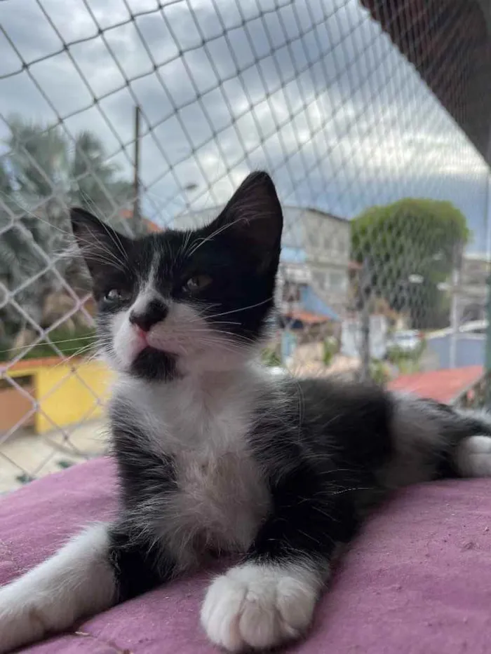 Gato ra a SRN idade Abaixo de 2 meses nome Jhon