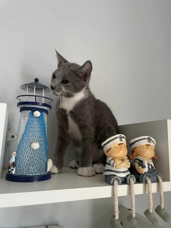 Gato ra a SRN idade Abaixo de 2 meses nome Pitico