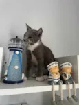 Pitico