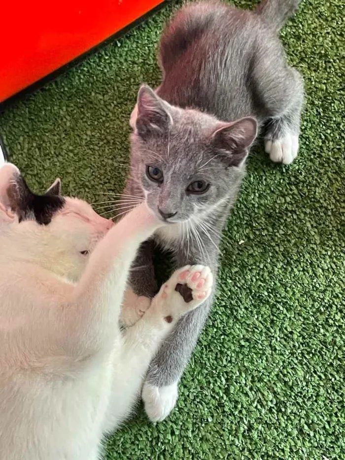 Gato ra a SRN idade Abaixo de 2 meses nome Pitico