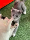 Pitico