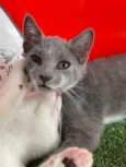Pitico