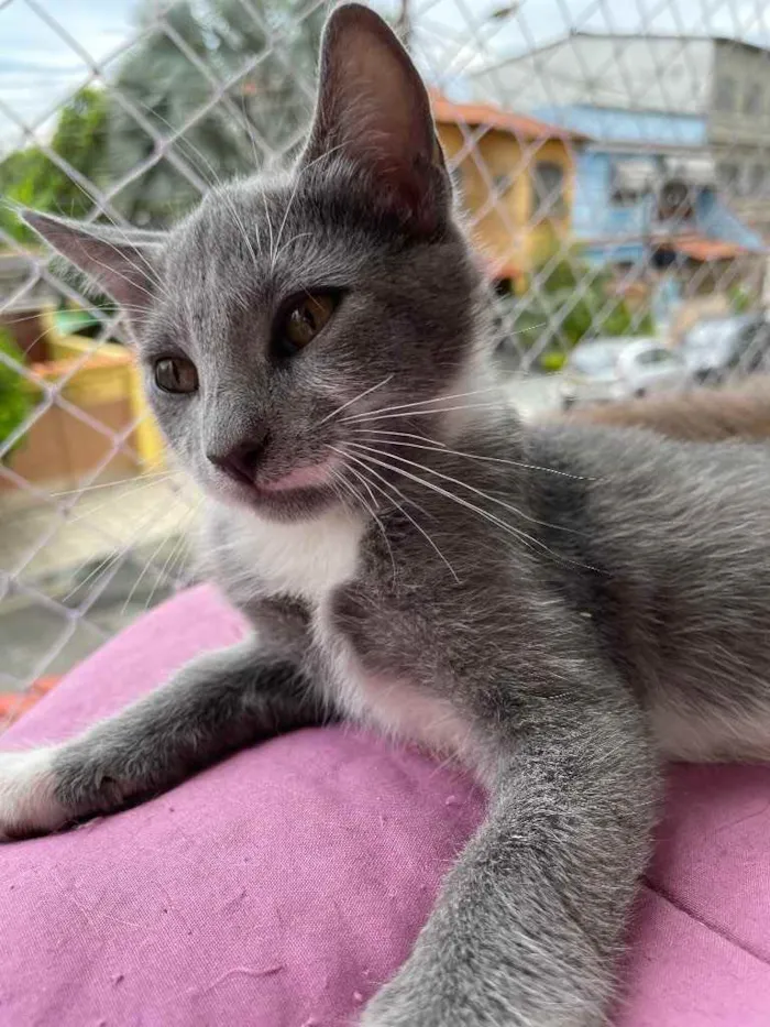 Gato ra a SRN idade Abaixo de 2 meses nome Pitico