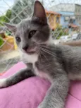 Pitico
