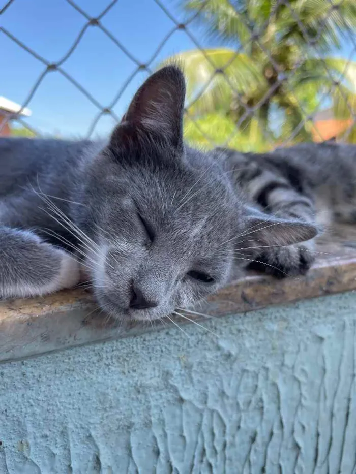 Gato ra a SRN idade Abaixo de 2 meses nome Pitico