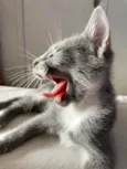 Pitico