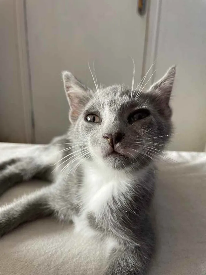 Gato ra a SRN idade Abaixo de 2 meses nome Pitico
