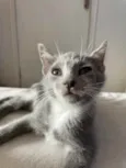 Pitico