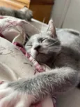 Pitico