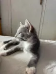 Pitico