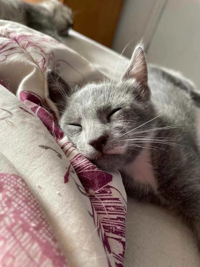 Gato ra a SRN idade Abaixo de 2 meses nome Pitico