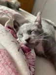 Pitico