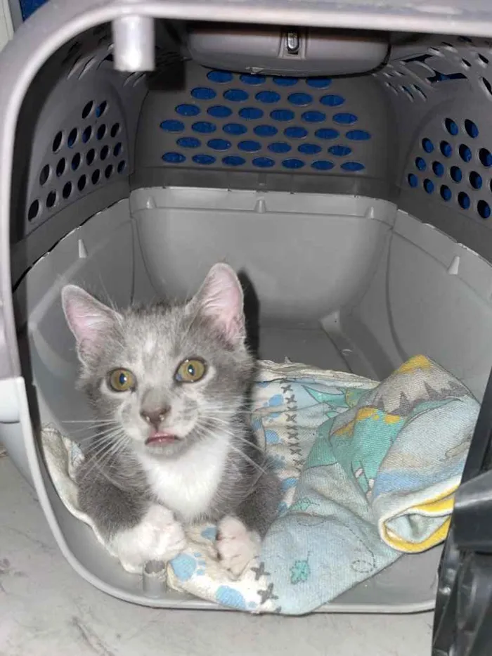 Gato ra a SRN idade Abaixo de 2 meses nome Pitico