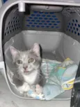 Pitico