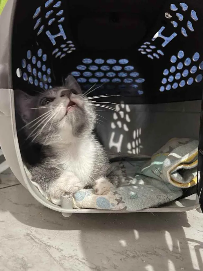 Gato ra a SRN idade Abaixo de 2 meses nome Pitico