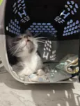 Pitico