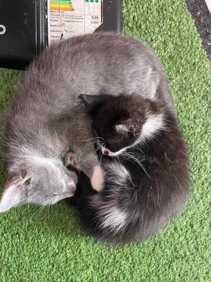 Gato ra a SRN idade Abaixo de 2 meses nome Pitico
