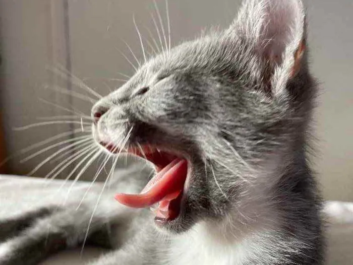 Gato ra a SRN idade Abaixo de 2 meses nome Pitico